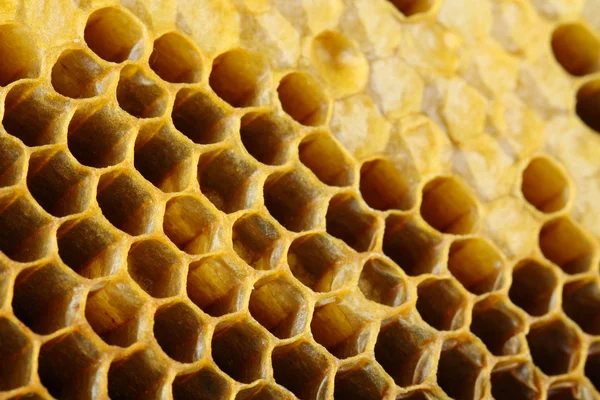 Cellules de miel gros plan — Photo