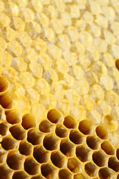 Honey cells close-up — Stock Fotó