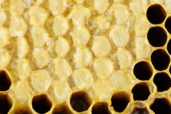 Células de mel close-up — Fotografia de Stock