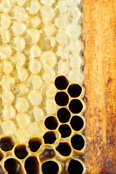 Primer plano de las células de miel — Foto de Stock