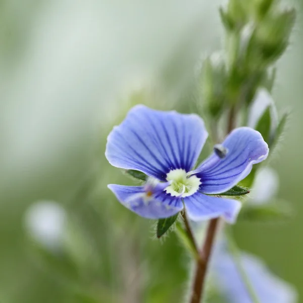 Wildflower Pansy — Stock Fotó