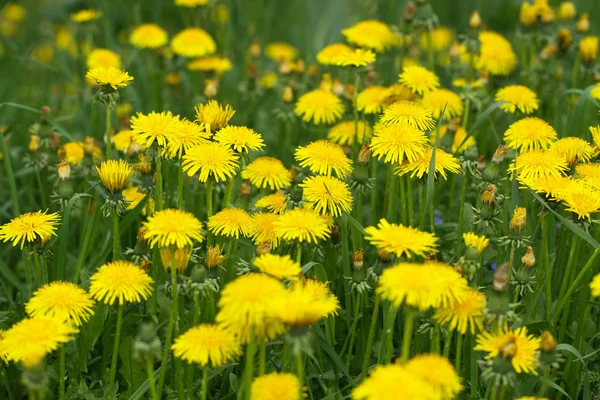 stock image Dandelions