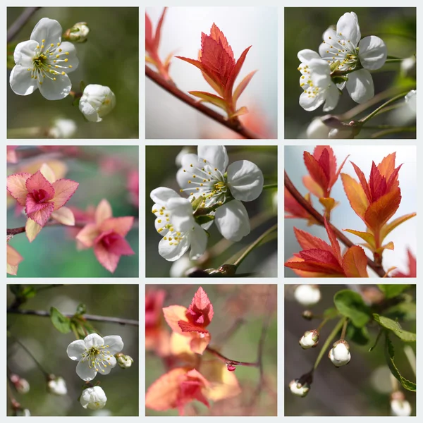 Collage de printemps — Photo