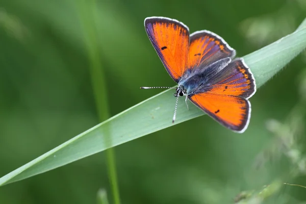 stock image Orange butterfly