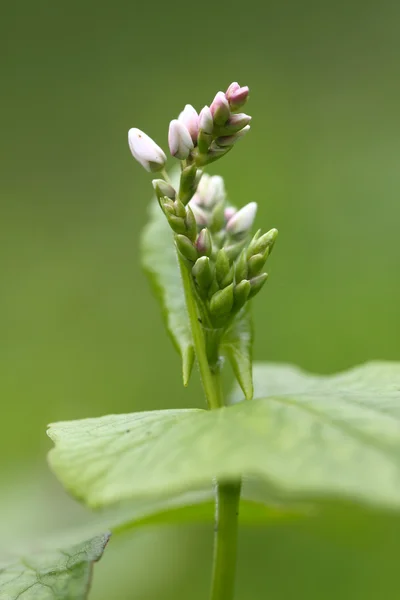 Buckwheat in blossom — Stock Fotó