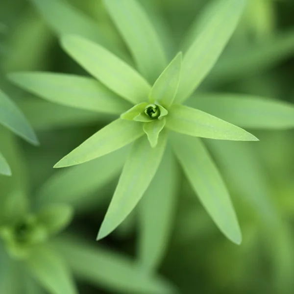 Leaf of flax plant — Stock Photo, Image