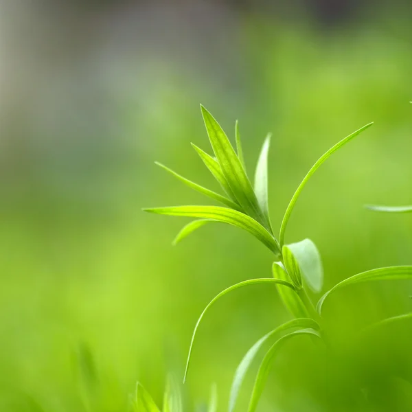 亜麻の植物の葉 — ストック写真