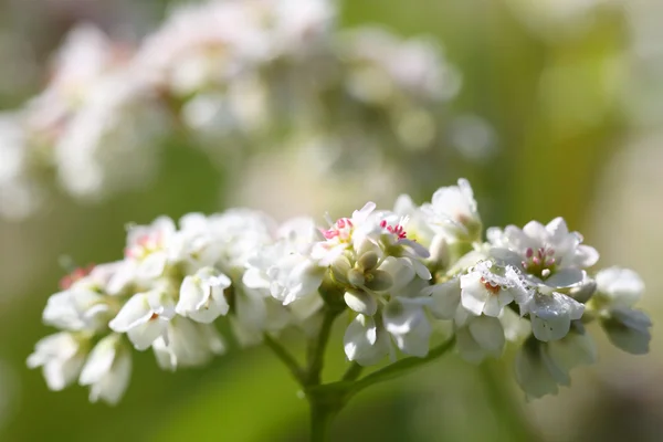 Buckwheat Flowers — Stock Photo, Image