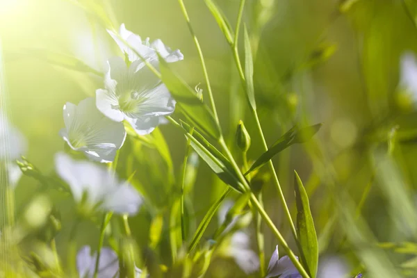 Квітка льону — стокове фото