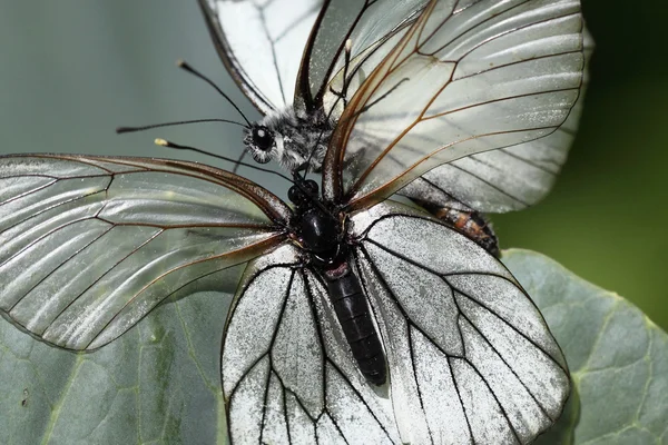 Papillons blancs — Photo