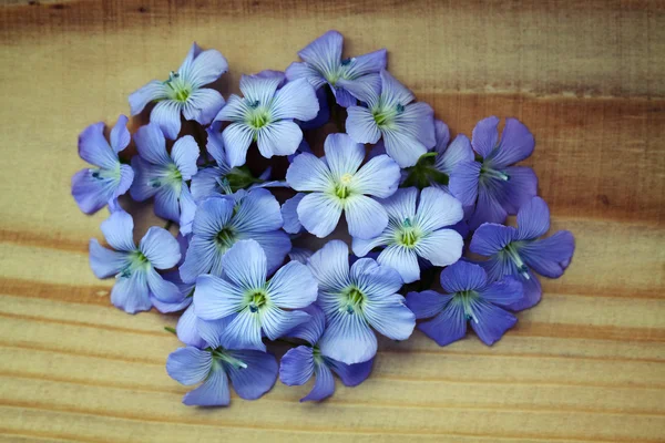 Kék virágok, len — Stock Fotó