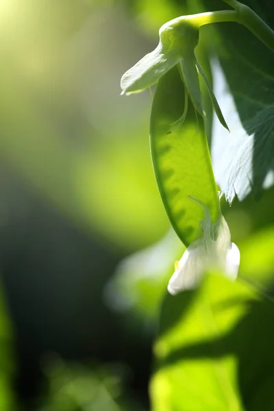 Ervilha-verde — Fotografia de Stock