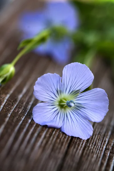 Kék virágok, len — Stock Fotó