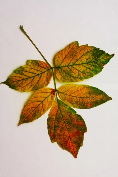 Achtergrond met herfstbladeren — Stockfoto