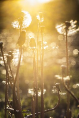 Dandelion at sunset clipart