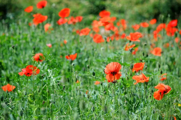 Stock image Poppies