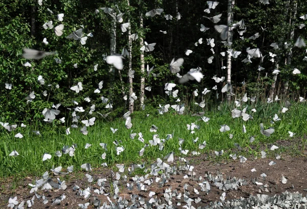 stock image Butterflies in the Air