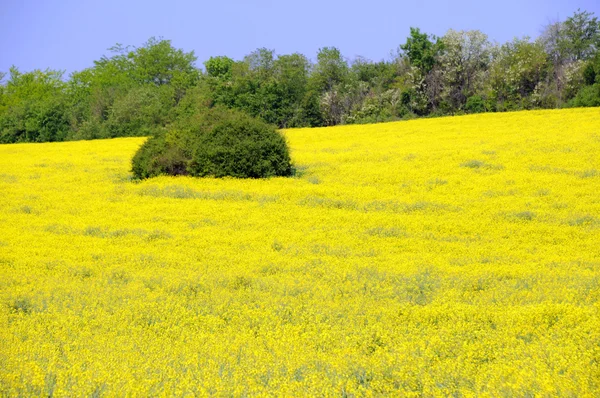 Поле жёлтых цветов Люцерна — стоковое фото