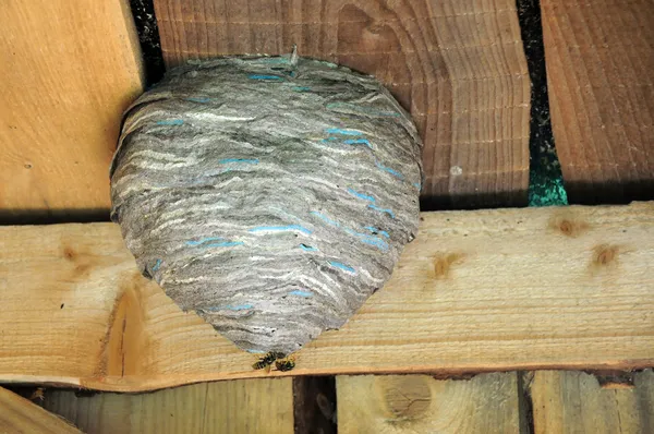 スズメバチの巣と 2 つのスズメバチ — ストック写真