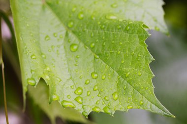 4177 asma leafes yağmur damlaları