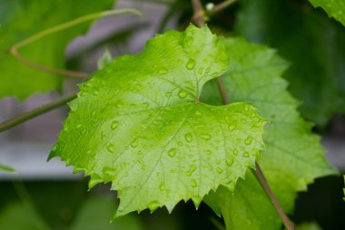 4176 asma leafes yağmur damlaları