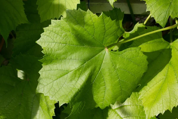 stock image Vine leafes with sun shadow 4133