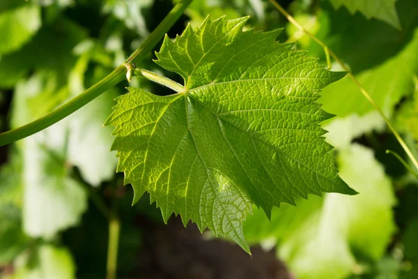 stock image Vine leafes with sun shadow 4132