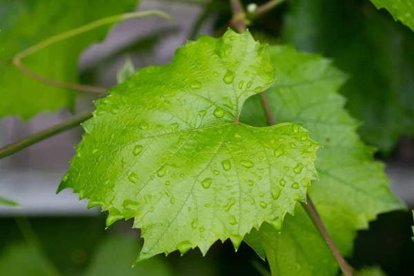 Stock image Vine leafes rain drops 4176