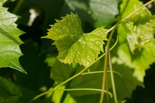 stock image Vine leafes with sun shadow 4135