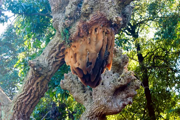 野生蜜蜂蜂巢 — 图库照片
