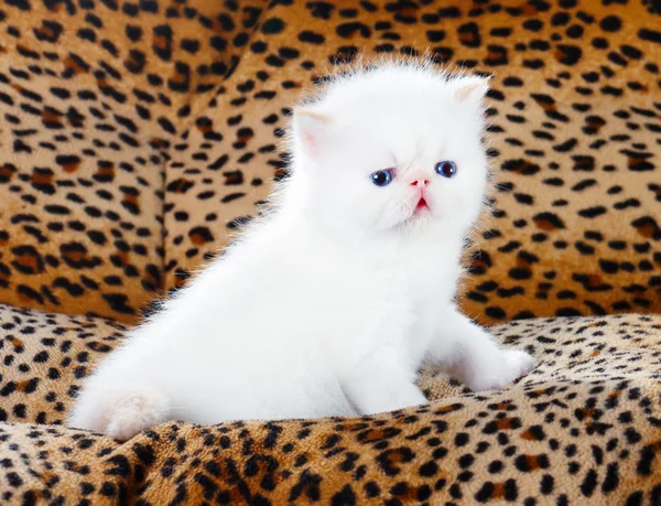 Vit persisk kattunge — Stockfoto