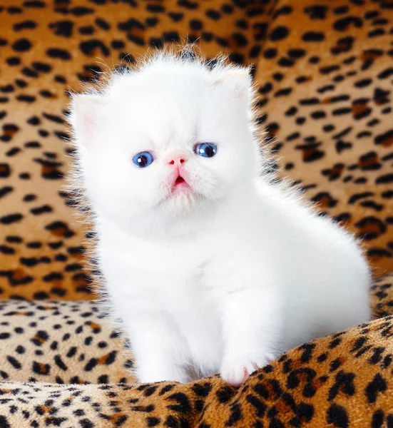 Fehér perzsa kiscica — Stock Fotó