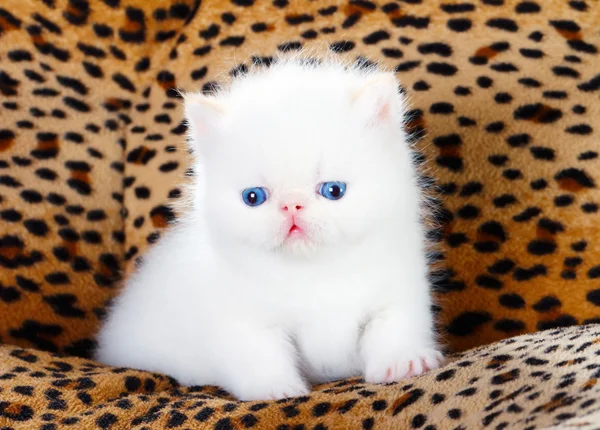 Gatinho branco persa — Fotografia de Stock