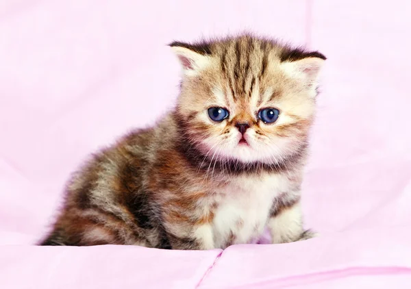 Pequeño gatito persa — Foto de Stock