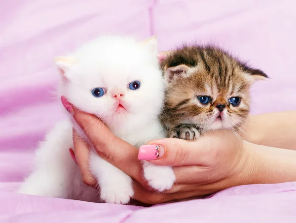 Kis perzsa cica — Stock Fotó