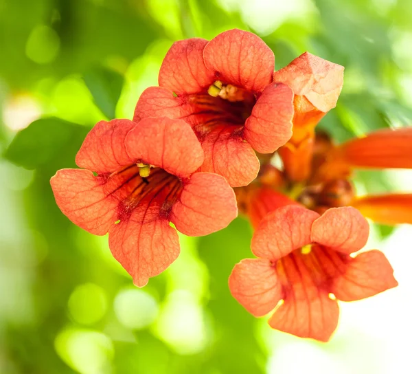 Kwiat pomarańczowy projekt — Zdjęcie stockowe