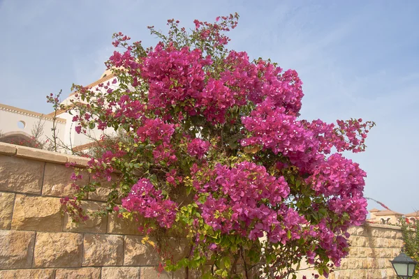 stock image Pink flowers on the bush at summer day