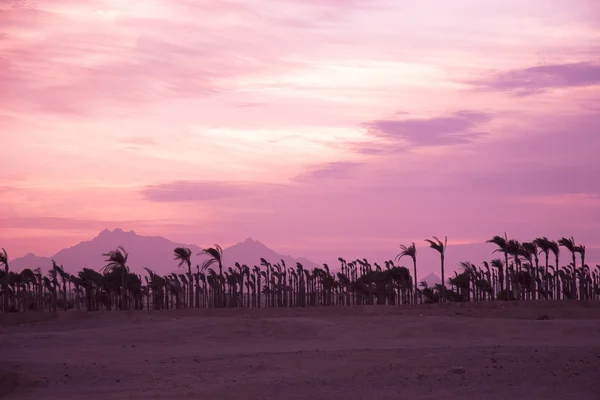 stock image Sunset in the desert - Palm Silhouettes