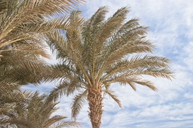 Afrika palmiye ağaçları aydınlık yaz gününde