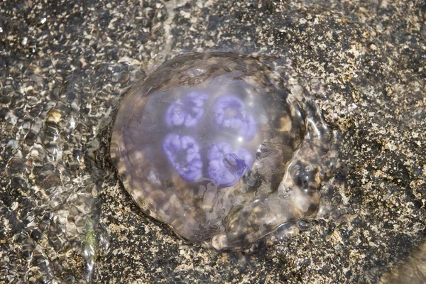 stock image Pink Jellyfish on the beach (in the water)