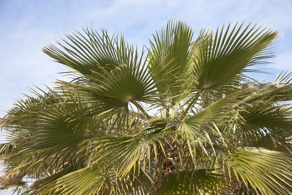 stock image African Palm trees at bright summer day