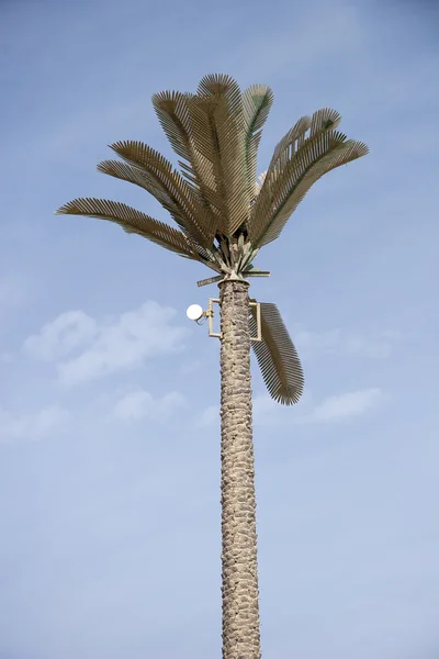 Afrikanische Palmen an einem strahlenden Sommertag — Stockfoto