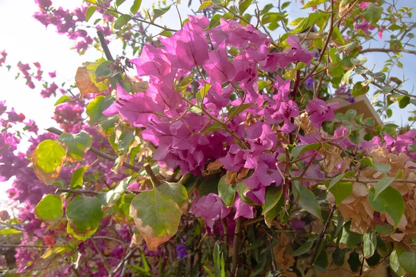 stock image Pink flowers on the bush at summer day