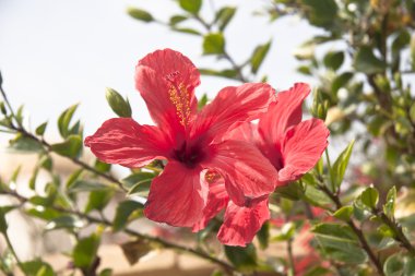 Pink flowers on the bush at summer day clipart