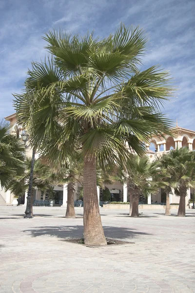 Afrikaanse palmbomen op heldere zomerdag — Stockfoto