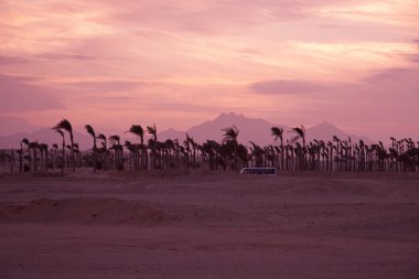 günbatımı çölde - palm silhouettes