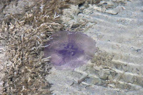 stock image Pink Jellyfish on the beach (in the water)