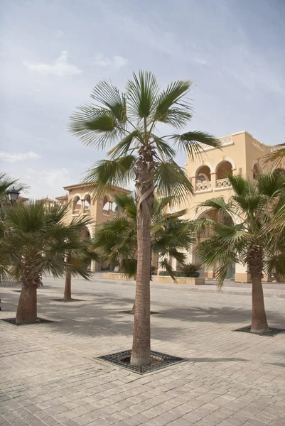 Afryki palmy w dzień jasny lato — Zdjęcie stockowe