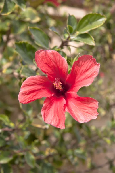 stock image Pink flowers on the bush at summer day