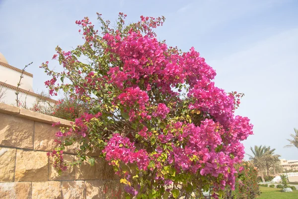 stock image Pink flowers on the bush at summer day